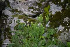 Rhodiola wallichiana